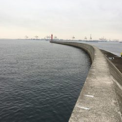 ワインドでサゴシ、アジ